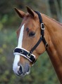 SHIRES FLEECE LINED LUNGE CAVESSON
